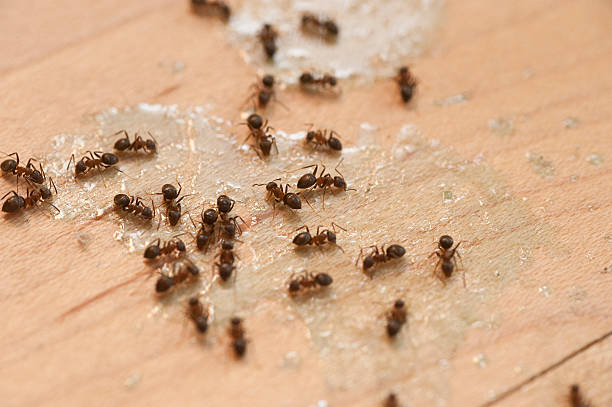 Best Insect Control  in Fairlawn, OH